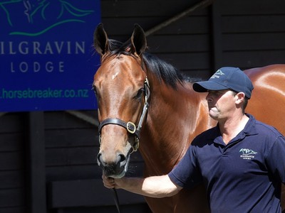 Kilgravin Lodge Presents A Strong Ready-to-run Sale Draft On ... Image 2